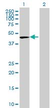 Anti-DNAJB1 Mouse Polyclonal Antibody