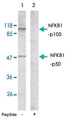 Anti-NFKB1 Rabbit Polyclonal Antibody