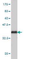 Anti-ARAF Mouse Monoclonal Antibody [clone: 4H7]