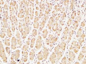 Immunohistochemical analysis of paraffin-embedded human stomach using Anti-Caspase-7 Antibody