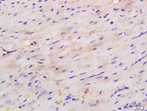 Anti-CDH13 Rabbit Polyclonal Antibody