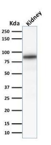 Western blot analysis of human kidney lysate using Anti-Calnexin Antibody [CANX/1541]