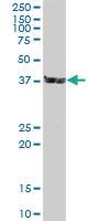 Anti-DNAJB1 Mouse Polyclonal Antibody