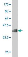 Anti-C21ORF33 Mouse Polyclonal Antibody