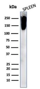 Western blot analysis of human spleen cell lysate using Anti-CD45RB Antibody [PTPRC/2877R]