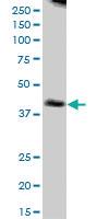 Anti-NUDT9 Mouse Polyclonal Antibody