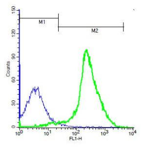 Anti-TSHR Rabbit Polyclonal Antibody