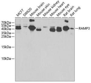 Western blot analysis of extracts of various cell lines, using Anti-RAMP3 Antibody (A9978) at 1:1,000 dilution