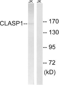 Anti-CLASP1 Rabbit Polyclonal Antibody