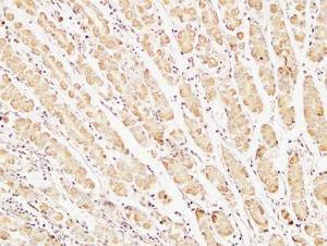 Immunohistochemical analysis of paraffin-embedded human stomach using Anti-Caspase-7 Antibody