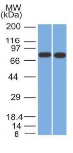 Western blot analysis of HeLa and MCF-7 cell lysates using Anti-Calnexin Antibody [CANX/1541]