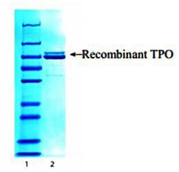 Human recombinant TPO (from baculovirus (insect cells))