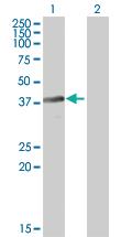 Anti-BNIPL Mouse Polyclonal Antibody