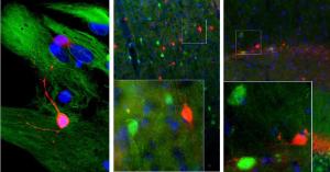 Mixed neuron/glial cultures stained with Anti-Calretinin Antibody (1:2,000/red) and Anti-Vimentin Antibody (A85421/1:5,000/green)