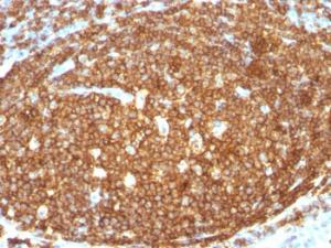 Anti-CD45RB antibody