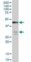 Anti-BNIPL Mouse Polyclonal Antibody