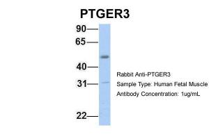 Anti-PTGER3 Rabbit Polyclonal Antibody