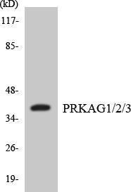 Anti-PRKAG1 and PRKAG2 and PRKAG3 antibody