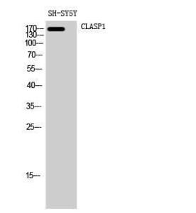 Anti-CLASP1 Rabbit Polyclonal Antibody