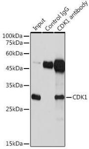 Immunoprecipitation analysis of 600 µg extracts of Jurkat cells using 3 µg of Anti-CDK1 Antibody (A305460). This Western blot was performed on the immunoprecipitate using Anti-CDK1 Antibody (A305460) at a dilution of 1:1000