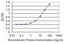 Anti-RND3 Mouse Monoclonal Antibody [clone: 1D2]