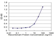 Anti-RHOG Mouse Monoclonal Antibody [clone: 2E6]