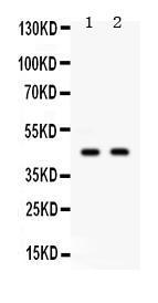 Anti-AIM2 Rabbit Polyclonal Antibody