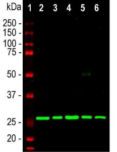 Western blot analysis of tissue lysates probed with Anti-Calretinin Antibody (1:2,000/red): [1] protein standard (red), [2] rat brain, [3] rat spinal cord, [4] mouse brain, [5] mouse spinal cord, and [6] cow spinal cord. The single clean band at 29kDa corresponds to the calretinin protein