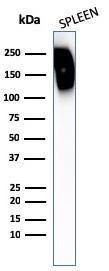 Anti-CD45RB antibody