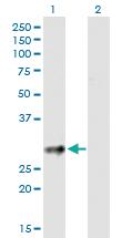 Anti-CD83 Mouse Polyclonal Antibody