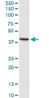 Anti-STOML2 Rabbit Polyclonal Antibody