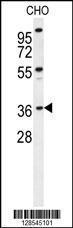 Anti-EXO5 Rabbit Polyclonal Antibody