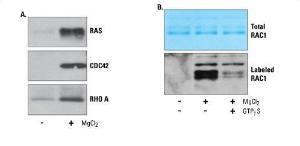 Desthiobiotin probes, ActivX™