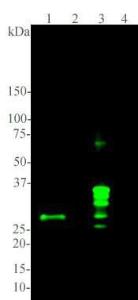 Western blot analysis of Anti-Calretinin Antibody