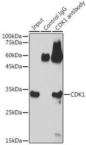 Immunoprecipitation analysis of 600 µg extracts of C6 cells using 3 µg of Anti-CDK1 Antibody (A305460). This Western blot was performed on the immunoprecipitate using Anti-CDK1 Antibody (A305460) at a dilution of 1:1000