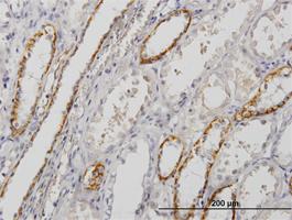 Anti-PALM Mouse Monoclonal Antibody [clone: 7C5]