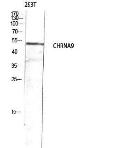 Western blot analysis of 293T lysis using Anti-CHRNA9 Antibody