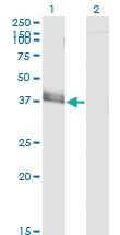 Anti-JAM2 Mouse Monoclonal Antibody [clone: 1C2]