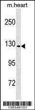 Anti-NLRP6 Rabbit Polyclonal Antibody (APC (Allophycocyanin))