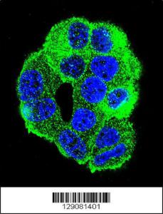 Anti-WDR27 Rabbit Polyclonal Antibody (FITC (Fluorescein Isothiocyanate))