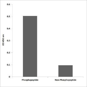 ELISA for immunogen phosphopeptide (left) and non-phosphopeptide (right) using Anti-Vimentin (phospho Ser38) Antibody