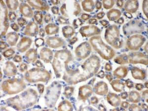 Anti-AIM2 Rabbit Polyclonal Antibody