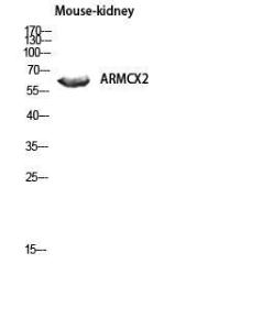 Western blot analysis of mouse kidney lysis using Anti-ARMCX2 Antibody