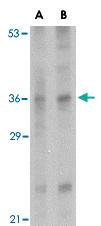 Anti-IL33 Rabbit Polyclonal Antibody