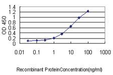 Anti-COMMD7 Mouse Monoclonal Antibody [clone: 1B9]