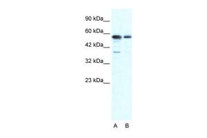 Anti-XRCC6 Rabbit Polyclonal Antibody