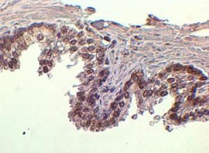 Anti-FOXA1 Antibody (A83938) (2 µg/ml) staining of paraffin embedded Human Prostate. Steamed antigen retrieval with citrate buffer pH 6, HRP-staining