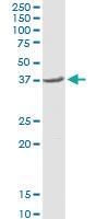 Anti-STOML2 Rabbit Polyclonal Antibody