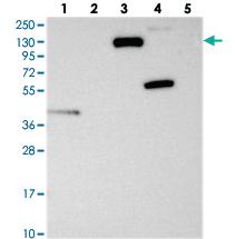 Anti-RPGRIP1L Rabbit Polyclonal Antibody