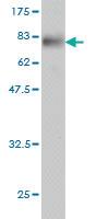 Anti-PWP1 Mouse Monoclonal Antibody [clone: 3A11]